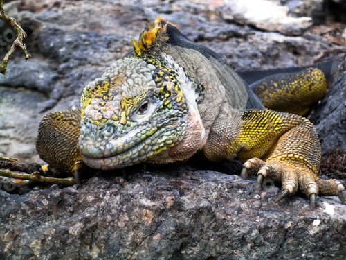 Preview: Closeup of an iguana perched on a rock