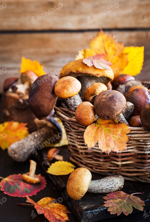 Wild forest edible mushrooms (boletus) in basket