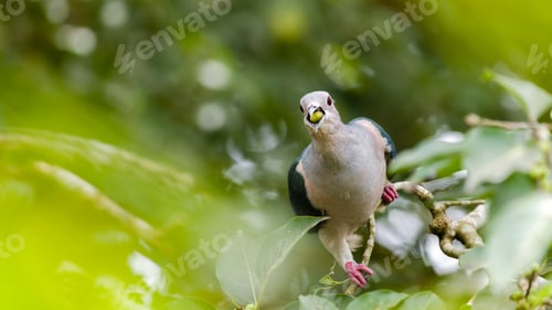 Vorschau: Grüne Kaisertaube frisst eine Banyanfrucht, Grüne Kaisertaube schluckt eine Frucht.