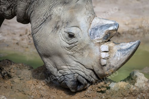 Preview: Large rhinoceros stands in a dusty clearing near a body of water