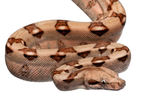 Preview: Salmon Boa constrictor, Boa constrictor, 2 months old, in front of white background