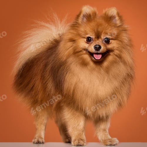 Preview: Animal. Cute spitz