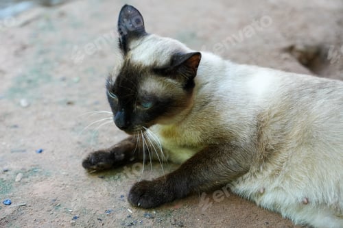 Preview: Beautiful adorable old style siamese blue point shorthaired cat.