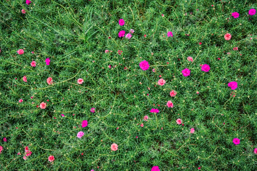 Preview: Top view of Pink Portulaca, Common Purslane growing with green leaves in tropical garden