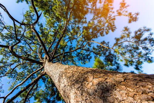 Preview: Pine tree forest landscape