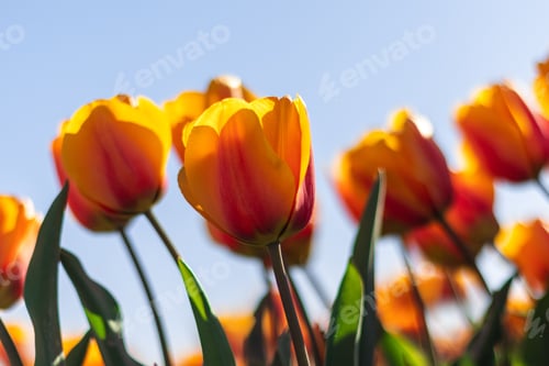 Preview: A Burst of Sunshine: Orange Tulips in Bloom