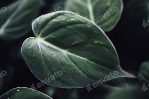 Preview: Deep Green Velvet Leaf of Philodendron Micans