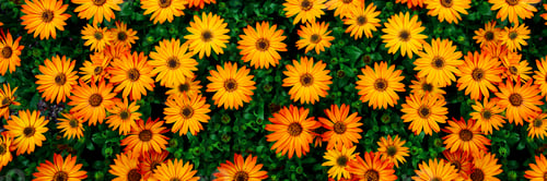 Preview: Cape marguerites orange blossom flowers in spring. African daisies