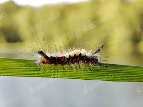 Preview: Macro of a vibrant yellow caterpillar perched atop a thin green stem