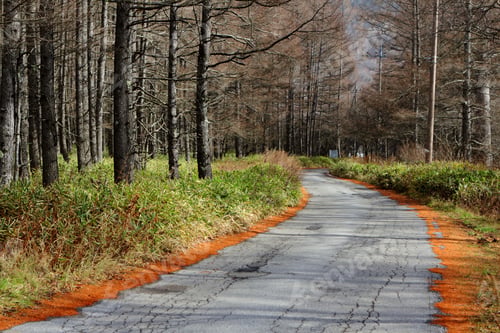 Preview: Pathway in pine tree forest