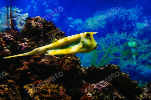 Preview: Underwater bright world with corals and fishes.