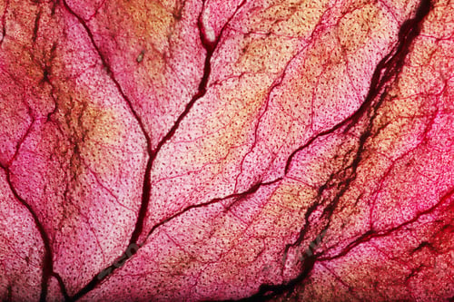 Preview: Dry Leaf Texture Abstract Background