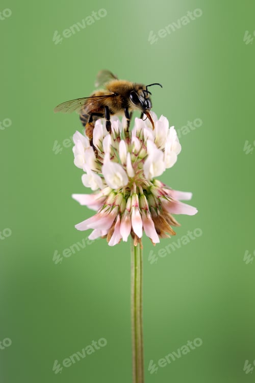 Preview: Honey Bee
