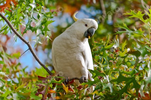 Preview: bird, cockatoo, pet, parrotsss