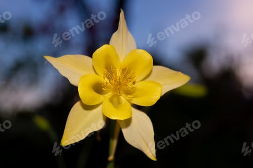 Preview: Closeup shot of a golden columbine or Yellow queen (Aquilegia chrysantha) flower in the sun