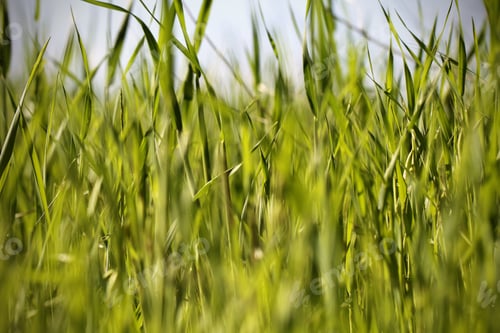 Preview: Grass In The Morning In The Spring In The Dew Drops