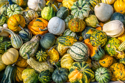 Preview: Stack of fresh colorful pumpkin and squash after harvest