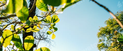 Preview: bright green trees and leaves in spring