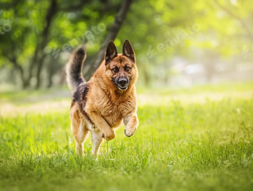 Preview: Purebred german shepherd jumps and runs on the meadow