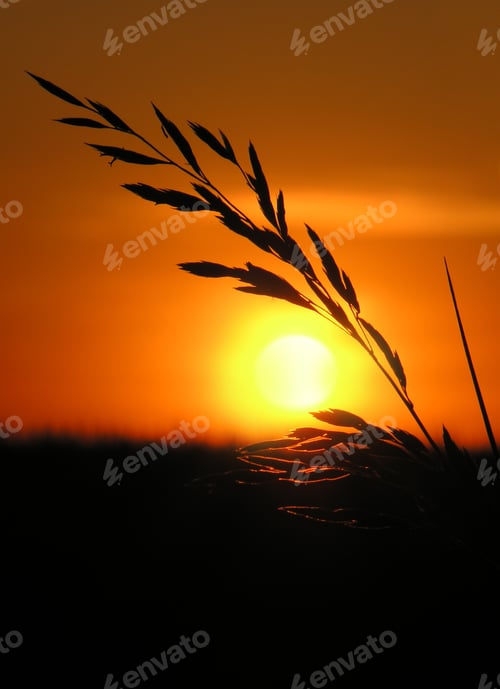 Preview: beautiful silhouette of a spike of cereal grass at sunset