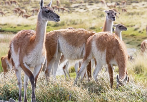 Preview: Guanaco