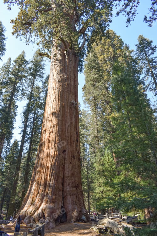 Preview: Young woman admiring General Sherman Sequoia, the largest tree in the world in Sequoia National Park