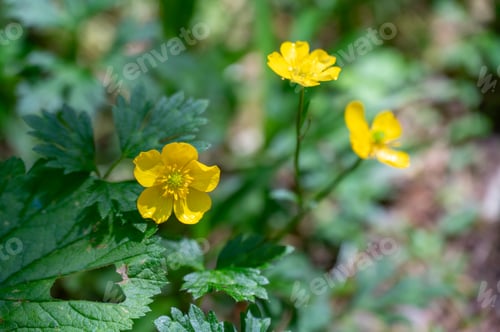 Preview: Closeup of yellow buttercup on a green shrub