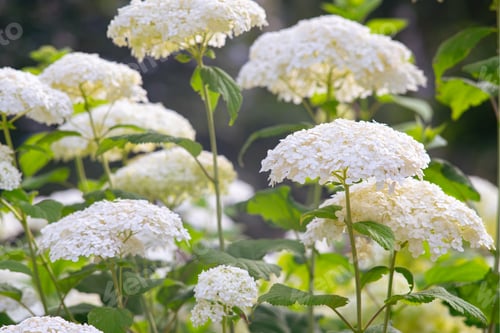 Preview: Bushes Of Hydrangea Arborescens Flower In The Garden, White Hortensia In Park Close Up