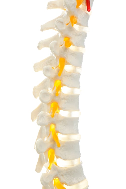 Preview: Artificial human spine model isolated on white, closeup