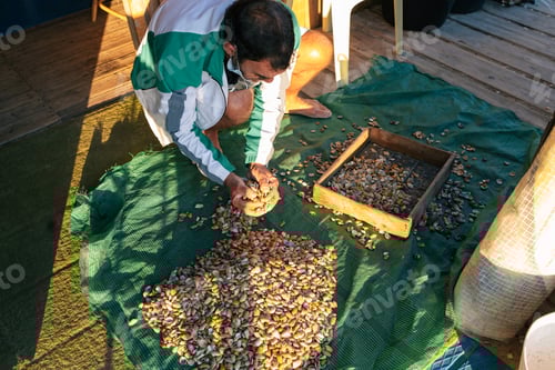 Preview: Male worker in casual cloth sorting cam shells in daylight