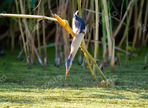 Preview: Little bittern, Ixobrychus minutus. The adult male is fishing in a pond