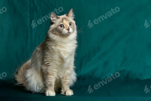 Preview: Domestic Long Hair Cat. A beautiful cat with green, intelligent eyes. The cat's coat is tricolored