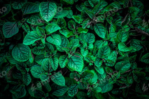 Preview: Green leaves texture top view background. Tropical dark green leaf tone