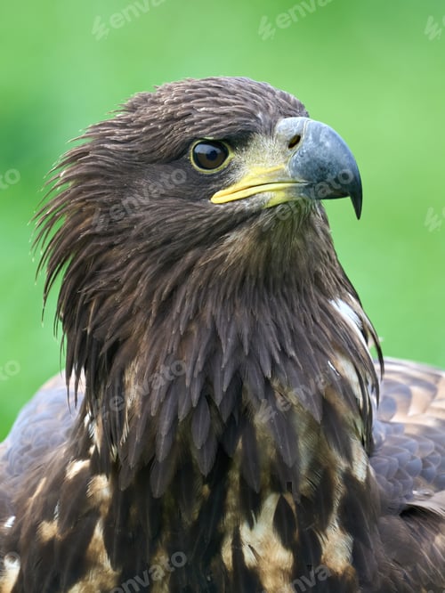 Preview: White-tailed eagle (Haliaeetus albicilla)