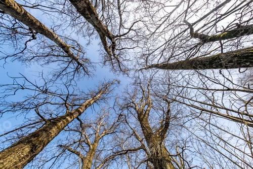 Preview: bare crowns and clumsy branches of huge oak trees growing in blue sky in sunny day