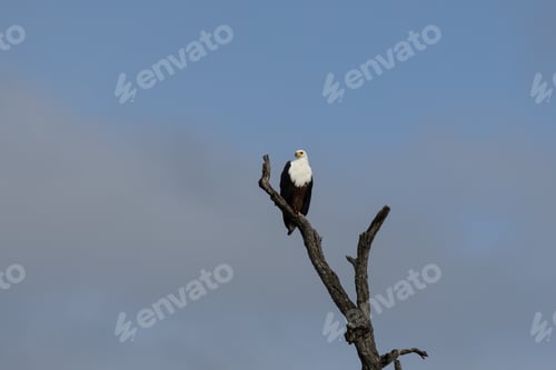Preview: African fish eagle, Haliaeetus vocifer, perched on a tree.
