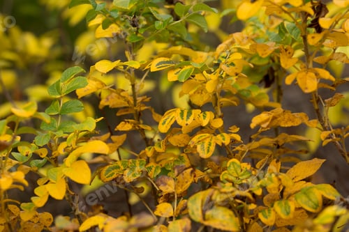 Preview: Close up image of orange autumn rosehip leaves in soft light