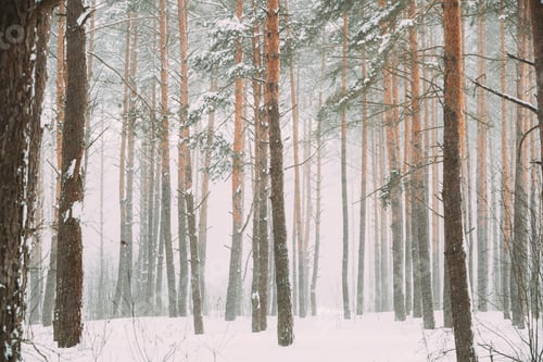 Preview: Beautiful Snowy White Forest In Winter Frosty Day. Snowing In Winter Frost Woods. Snowy Weather