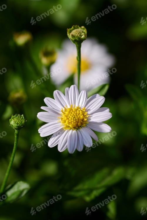 Preview: Daisy in the garden