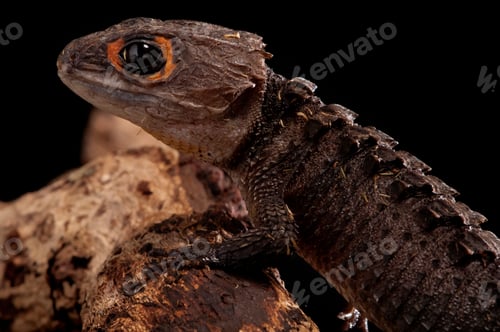 Preview: ribolonotus gracilis (bush crocodile, red-eyed crocodile skink, orangeaugen-helmskink)