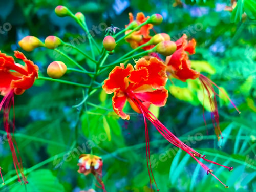Preview: Close-up shot of a red Peacock Flower
flower grown in the garden in spring