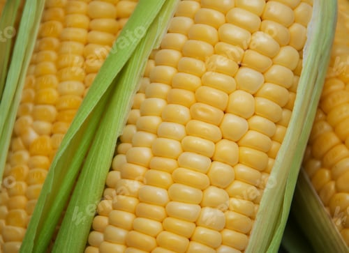 Preview: Fresh corn on the cob