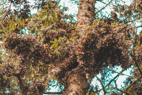 Preview: Mariposas en árbol
