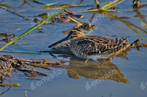 Preview: Beautiful shot of a Latham's snipe in a lake