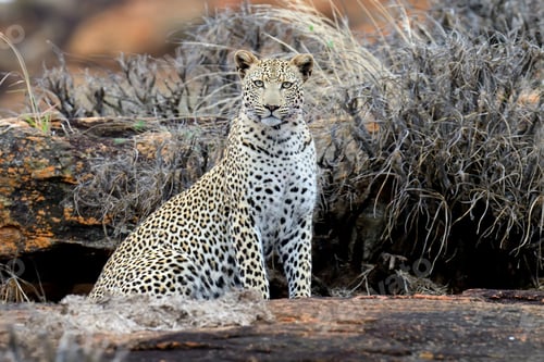 Preview: Leopard