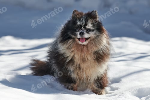 Preview: Pomeranian Spitz dog full size portrait, cute black marble with tan Spitz puppy sitting on snow