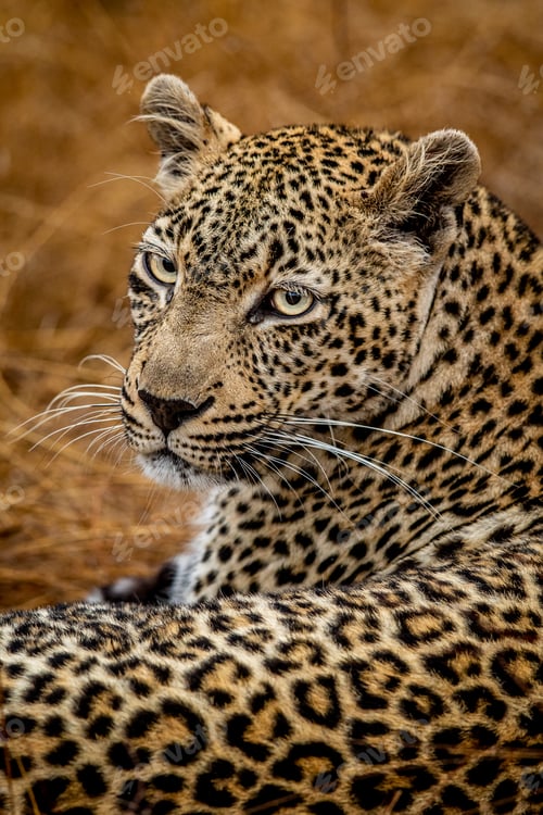 Preview: Close up of a female Leopard in the Kruger.