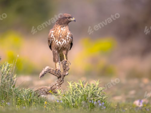 Preview: Buzzard perched on log
