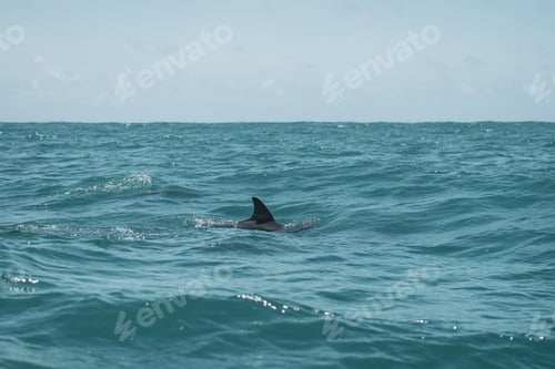 Preview: Dolphin swimming on the water's surface.
