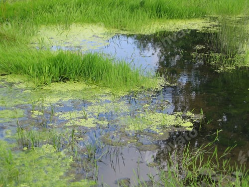Preview: green swamp